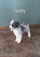 Teddy, a male Miniature Bernedoodle for sale in Millersburg, IN – Photo 3 of 3
