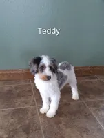 Teddy, a male Miniature Bernedoodle for sale in Millersburg, IN – Photo 2 of 3