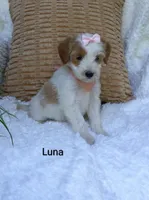 Luna , a female Miniature Goldendoodle for sale in Millersburg, IN – 2 of 5