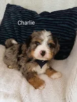 Charlie , a male Miniature Bernedoodle for sale in Millersburg, IN – 6 of 10