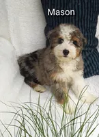 Mason.   Blue eye , a male Miniature Bernedoodle for sale in Millersburg, IN – 3 of 10