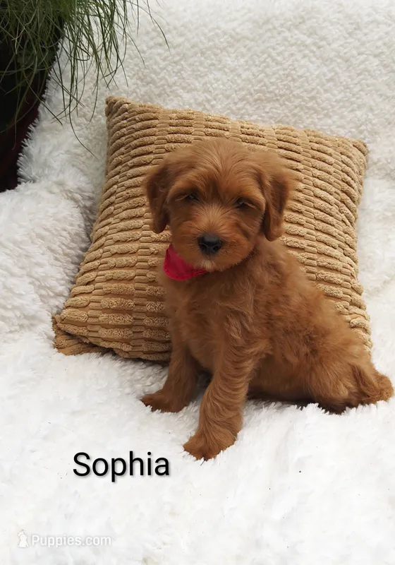 Sophia  – Miniature Goldendoodle puppy for sale in Millersburg, IN