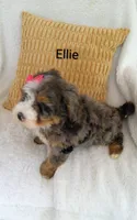 Ellie , a female Miniature Bernedoodle for sale in Millersburg, IN – 8 of 10
