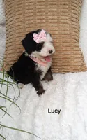 Lucy 💓 💕💞💕💓, a female Miniature Bernedoodle for sale in Millersburg, IN – 7 of 7