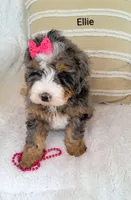 Ellie , a female Miniature Bernedoodle for sale in Millersburg, IN – 9 of 10