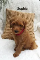 Sophia , a female Miniature Goldendoodle for sale in Millersburg, IN – 3 of 5