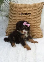 Hershey 💕💞💕💕💞, a female Miniature Bernedoodle for sale in Millersburg, IN – 2 of 8