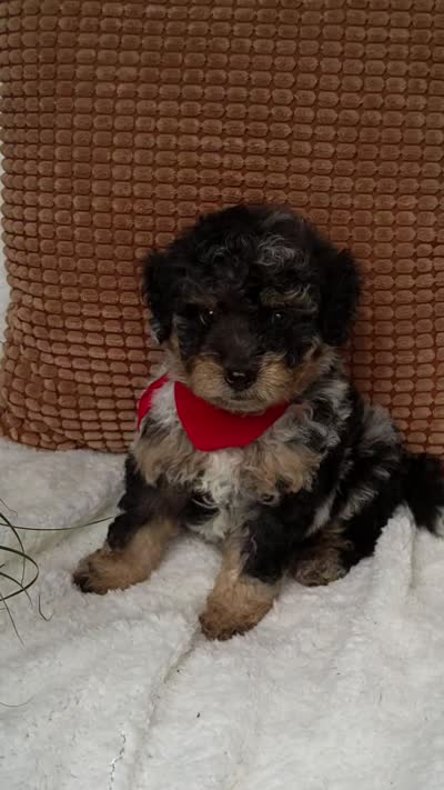 Bo. 💙💙💙💙💙, a male Miniature Bernedoodle for sale in Millersburg, IN – 9 of 10