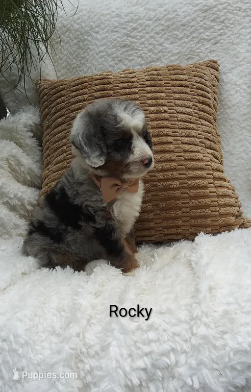 Rocky 😇😂🤣😅😇 – Miniature Bernedoodle puppy for sale in Millersburg, IN