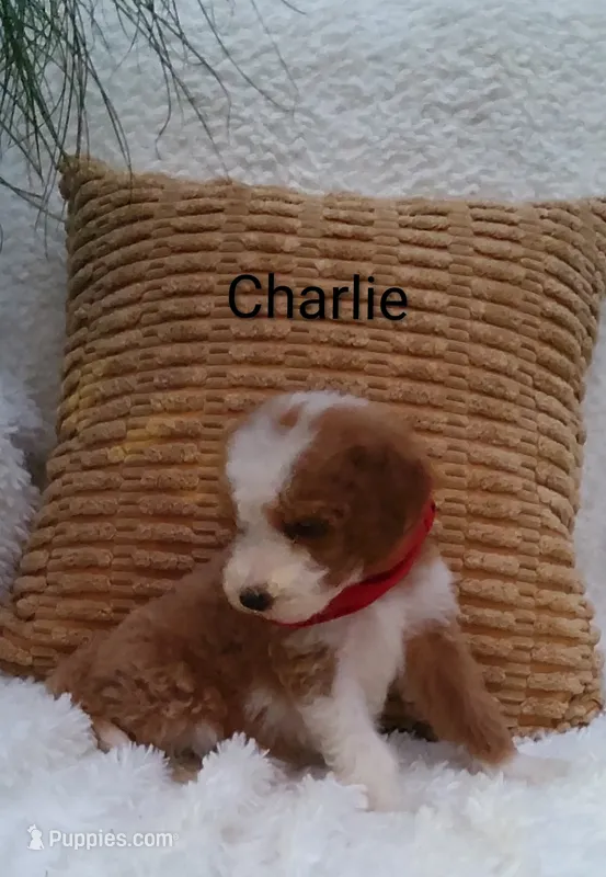 Charlie  – Miniature Goldendoodle puppy for sale in Millersburg, IN