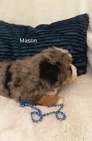 Mason , a male Miniature Bernedoodle for sale in Millersburg, IN – 4 of 10