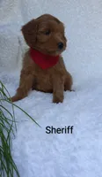 Sheriff , a male Miniature Goldendoodle for sale in Millersburg, IN – 7 of 7