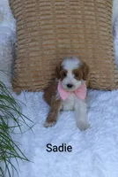 Sadie , a female Miniature Goldendoodle for sale in Millersburg, IN – 6 of 6