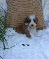 Sadie , a female Miniature Goldendoodle for sale in Millersburg, IN – 4 of 6