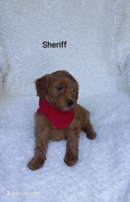 Sheriff  – Miniature Goldendoodle puppy for sale in Millersburg, IN