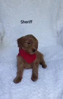 Sheriff , a male Miniature Goldendoodle for sale in Millersburg, IN – 6 of 7