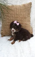 Hershey 💕💞💕💕💞, a female Miniature Bernedoodle for sale in Millersburg, IN – 5 of 8