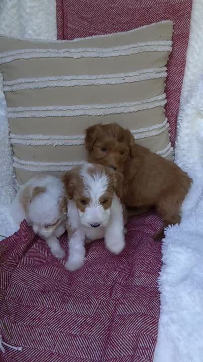 Sawyer , a male Miniature Goldendoodle for sale in Millersburg, IN – 5 of 5