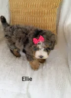 Ellie , a female Miniature Bernedoodle for sale in Millersburg, IN – 5 of 10