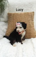 Lucy 💓 💕💞💕💓, a female Miniature Bernedoodle for sale in Millersburg, IN – 3 of 7