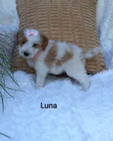 Luna , a female Miniature Goldendoodle for sale in Millersburg, IN – 5 of 5