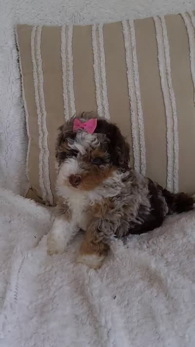 Nova , a female Miniature Bernedoodle for sale in Millersburg, IN – 6 of 6