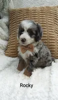Rocky, a male Miniature Bernedoodle for sale in Millersburg, IN – 6 of 10