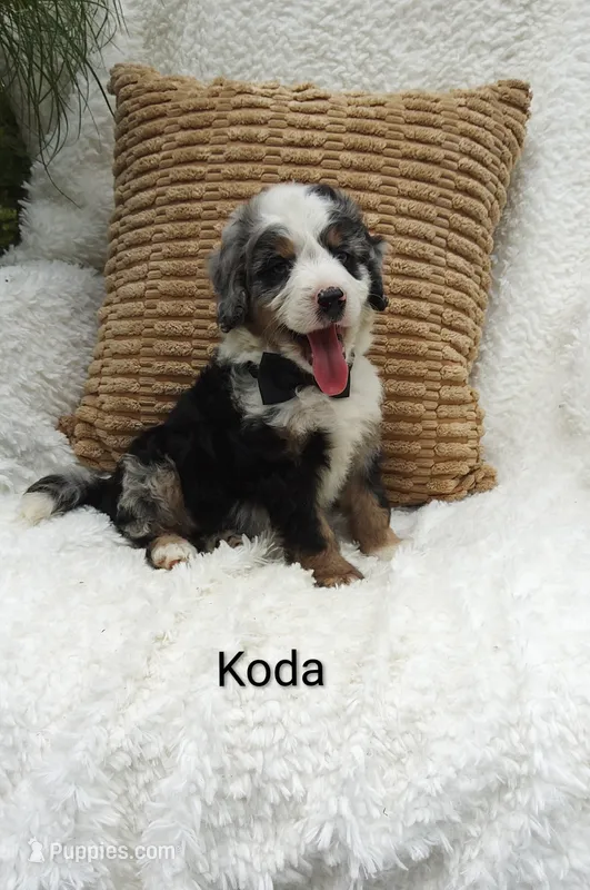 Koda  blue eyes🤣😇🥲😂🤣 – Miniature Bernedoodle puppy for sale in Millersburg, IN