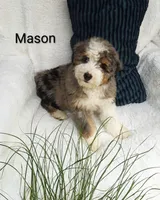 Mason.   Blue eye , a male Miniature Bernedoodle for sale in Millersburg, IN – 7 of 10