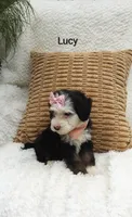 Lucy 💓 💕💞💕💓, a female Miniature Bernedoodle for sale in Millersburg, IN – 6 of 7