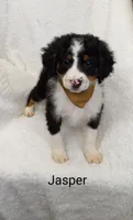 Jasper, a male Miniature Bernedoodle for sale in Millersburg, IN – Photo 9 of 9