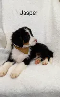 Jasper, a male Miniature Bernedoodle for sale in Millersburg, IN – Photo 8 of 9