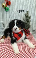 Jasper, a male Miniature Bernedoodle for sale in Millersburg, IN – Photo 1 of 9