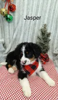 Jasper, a male Miniature Bernedoodle for sale in Millersburg, IN – Photo 4 of 9