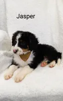 Jasper, a male Miniature Bernedoodle for sale in Millersburg, IN – Photo 7 of 9