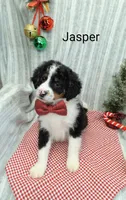 Jasper, a male Miniature Bernedoodle for sale in Millersburg, IN – Photo 5 of 9
