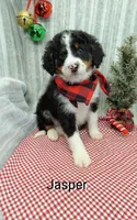Jasper, a male Miniature Bernedoodle for sale in Millersburg, IN – Photo 6 of 9