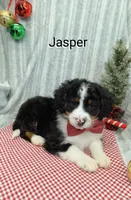Jasper, a male Miniature Bernedoodle for sale in Millersburg, IN – Photo 3 of 9