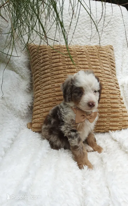 Mason. Blue eye💙💙💙💙 – Miniature Bernedoodle puppy for sale in Millersburg, IN