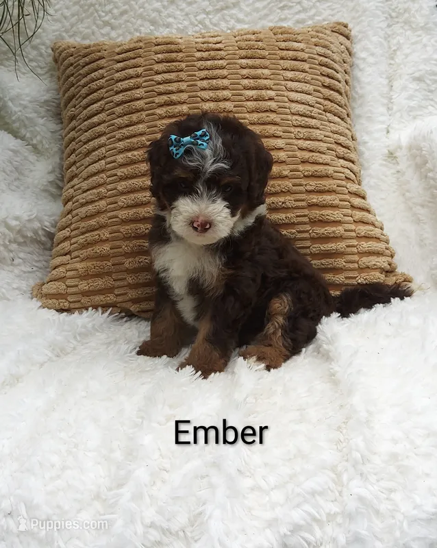 Ember  🩷💕🩷💕🩷💕🩷 – Miniature Bernedoodle puppy for sale in Millersburg, IN