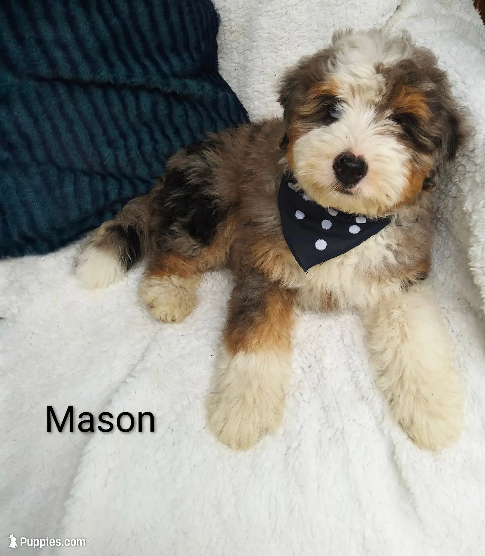 Mason.   Blue eye , a male Miniature Bernedoodle for sale in Millersburg, IN – 2 of 10