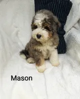 Mason.   Blue eye , a male Miniature Bernedoodle for sale in Millersburg, IN – 8 of 10