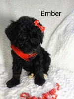 Ember, a female Miniature Bernedoodle for sale in Millersburg, IN – Photo 5 of 7