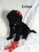 Ember, a female Miniature Bernedoodle for sale in Millersburg, IN – Photo 6 of 7