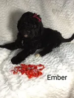 Ember, a female Miniature Bernedoodle for sale in Millersburg, IN – Photo 7 of 7