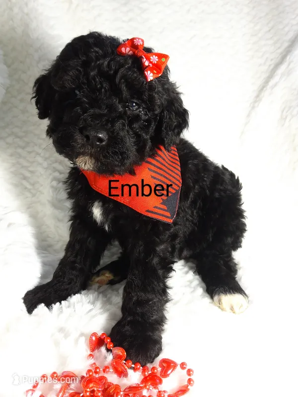 Ember