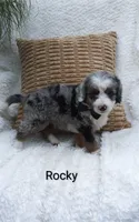 Rocky, a male Miniature Bernedoodle for sale in Millersburg, IN – 9 of 10