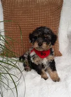 Bo, a male Miniature Bernedoodle for sale in Millersburg, IN – 7 of 7