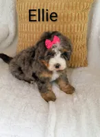 Ellie , a female Miniature Bernedoodle for sale in Millersburg, IN – 6 of 10