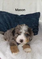 Mason , a male Miniature Bernedoodle for sale in Millersburg, IN – 9 of 10